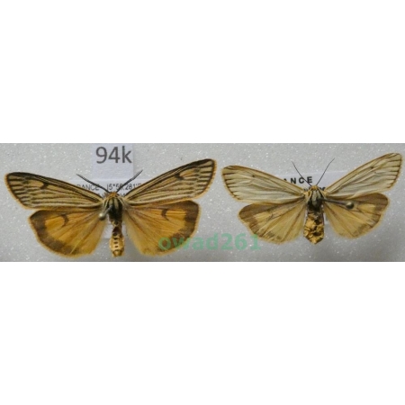 Coscinia striata (Linnaeus, 1758) pair France94k